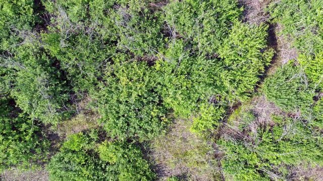 Aerial video of forest boggy lake in the Karakansky pine forest near the shore of the Ob reservoir.
