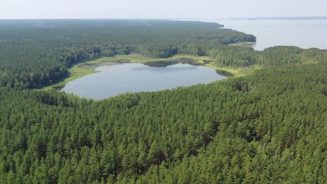 Aerial video of forest boggy lake in the Karakansky pine forest near the shore of the Ob reservoir.