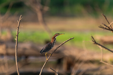 Green Heron looking away while perched on a bare tree branch
