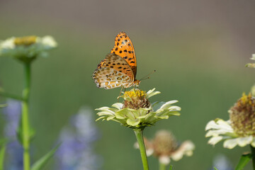 ジニアの蜜を吸う雄のツマグロヒョウモン