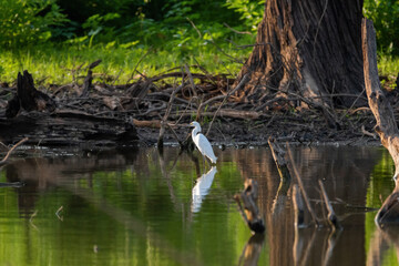 Snowy Egret wading in water surrounded by roots and branches