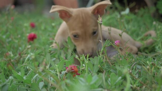 cute golden puppy playing in the grassy garden with flowers