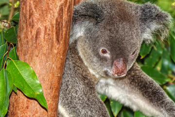 Cute Australian Koala in a tree