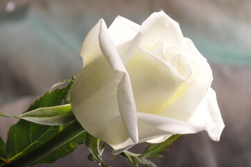 amor, rosas rojas y blancas, flores convinadas, amor, naturaleza femenina, detalle de amor, regalo