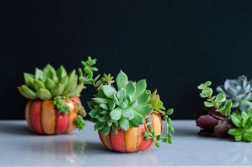 Green Echeveria succulent plants arrangement in pumpkin ceramic pot white table top and black...