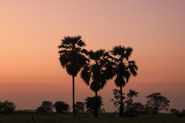 silhouette of a tree