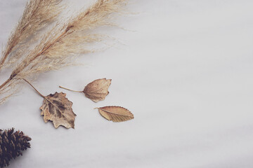 Fluffy reed and dried leaves composition. Fall & autumn theme. Soft neutral colors. Empty space for text.