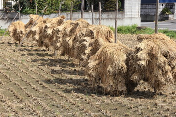 稲木に掛けられ天日干しされている、収穫後の稲穂