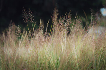 Gold bread grass flower in the morning sunrise.