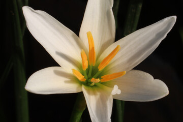 full blooming white zephyranthes flowers