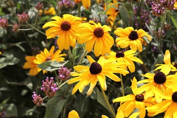 Yellow Daisies bouquet Black Eyed Susan Wildflowers with Pink