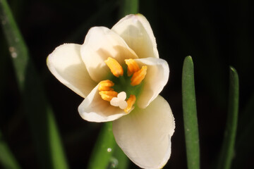 zephyranthes flowers that were about to bloom in the morning