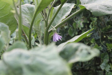 eggplant flower