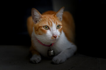 Portrait of tabby Thai cat in dark backgroung