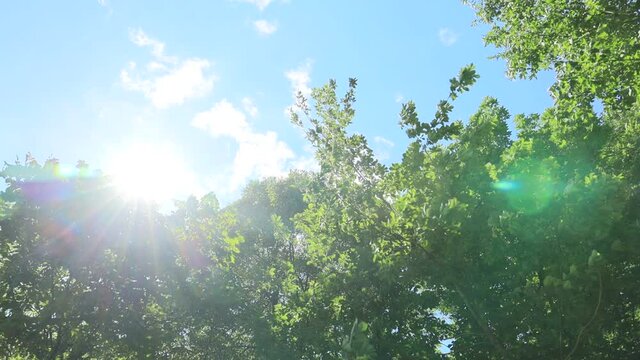 まぶしい太陽の光　青空　風で揺れる木々