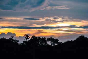 Silhouette of forest with palm trees. Travel concept