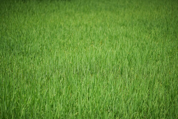 young rice are growing in the paddy field.