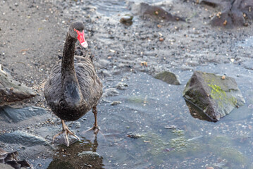 Swans on the foreshore at Williamstown Melbourne.
