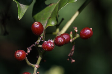 Sulawesi coffee has very small seeds with a red color