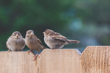 Three House Sparrows Sitting in a Row