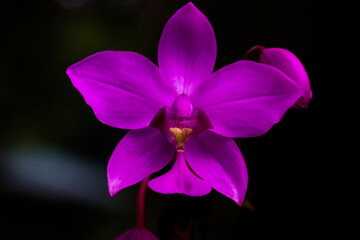 purple orchid flower on dark background