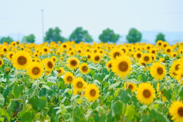 兵庫 ひまわりの丘公園