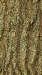 Obraz premium tree bark texture