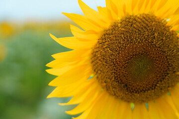 兵庫 ひまわりの丘公園