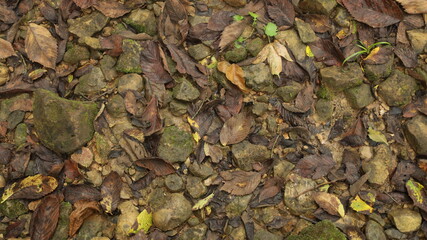 Fototapeta na wymiar Brown Leaves 