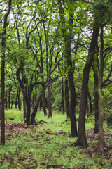 Trees In a Neighborhood Park