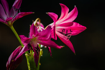 Stark Contrast Image of Pink flowers