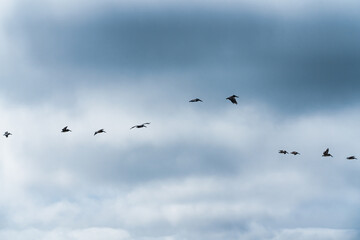 Cloudy sky and silhouettes of flying birds