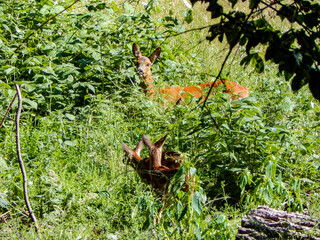 butterfly on the grass