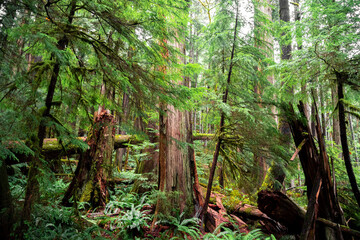 Eden Grove Old Growth Forest On Vancouver Island