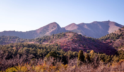 Autumn adventures in hiking views over a gingko forest.
