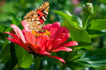 Butterfly Thistle, or Thistle, or Vanessa Thistle (lat. Vanessa cardui) on a red zinnia flower close-up © golubka57
