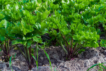 Large stalks of green celery.The cultivation of the useful spices on a bed