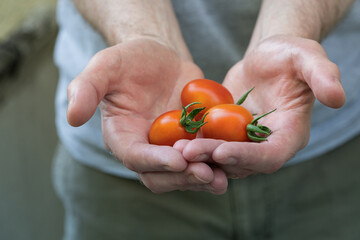 Man holds fresh picked ripe garden winter grape tomatoes in his cupped hands, A Grappoli D'Inverno tomato