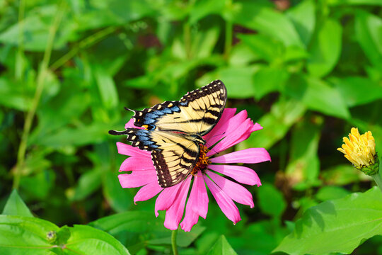 Female Eastern Tiger Swallowtail Butterfly, Papilio glaucus, pollinating a pink zinnia.