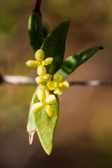 Mallee Rice-flower (Pimelea microcephala) is shrub native to Australia. It grows up to 4 metres high and produces greenish-yellow flowerheads.
