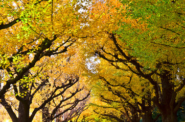 Yellow Ginkgo leaf blooming in Autumn Season.