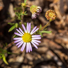 Obraz premium Variable Daisy (Brachscome ciliaris) is a small bushy perennial herb with flower heads that range in colour from white to mauve, with yellow centre.