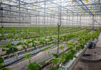Hydroponically grown telegraph cucumbers being trained to grow up a framework, Canterbury, New...