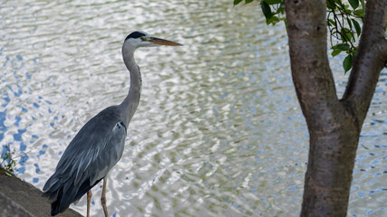 岡山県 倉敷市 美観地区