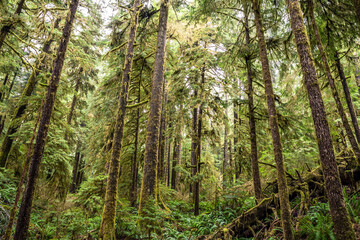 Fototapeta na wymiar Carmanah Walbran Forest On Vancouver Island, British Columbia, Canada
