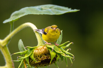 American Goldfinch perched on Sunflower staring