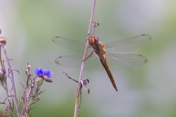 dragonfly on a branch