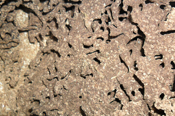 Wood board was eating by group of termites