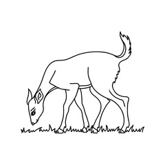 Doe deer vector illustration. Line drawing of woodland animal, standing side view. Fawn eating grass.