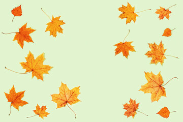 Fototapeta na wymiar Beautiful yellow autumnal leaves of maple and birch on light green color paper.